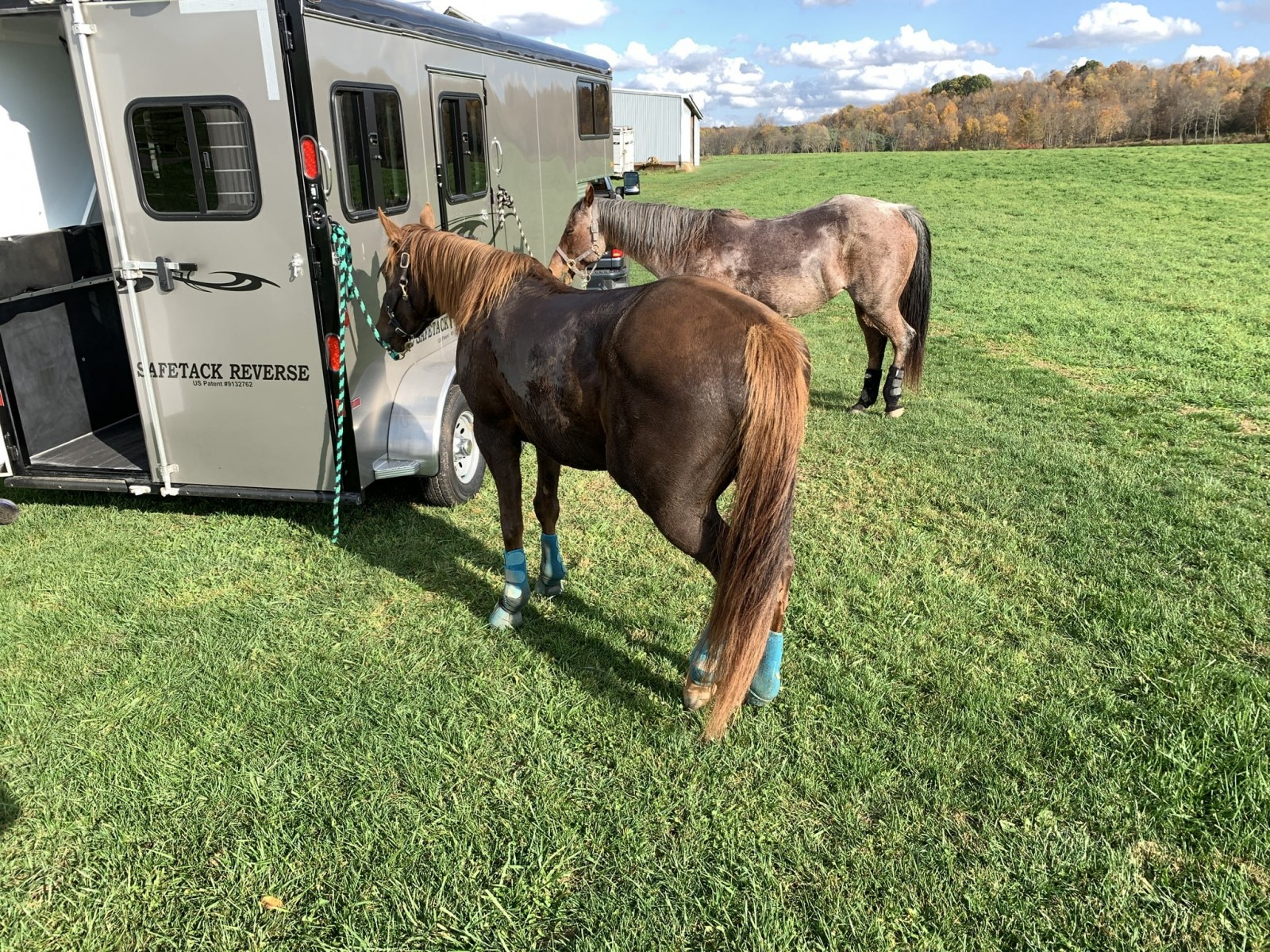 Trailer Talk Trisha's Horse Suddenly Refused to Back Out